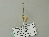  ( - BC ZSM Lep 66506)  @12 [ ] CreativeCommons - Attribution Non-Commercial Share-Alike (2012) Axel Hausmann/Bavarian State Collection of Zoology (ZSM) SNSB, Zoologische Staatssammlung Muenchen