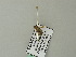  ( - BC ZSM Lep 66512)  @12 [ ] CreativeCommons - Attribution Non-Commercial Share-Alike (2012) Axel Hausmann/Bavarian State Collection of Zoology (ZSM) SNSB, Zoologische Staatssammlung Muenchen