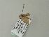  ( - BC ZSM Lep 66542)  @12 [ ] CreativeCommons - Attribution Non-Commercial Share-Alike (2012) Axel Hausmann/Bavarian State Collection of Zoology (ZSM) SNSB, Zoologische Staatssammlung Muenchen
