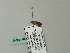  ( - BC ZSM Lep 66646)  @12 [ ] CreativeCommons - Attribution Non-Commercial Share-Alike (2012) Axel Hausmann/Bavarian State Collection of Zoology (ZSM) SNSB, Zoologische Staatssammlung Muenchen