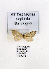  ( - GF Lep 0007)  @12 [ ] Copyright (2012) Axel Hausmann/Bavarian State Collection of Zoology (ZSM) SNSB, Zoologische Staatssammlung Muenchen