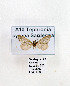  ( - GF Lep 0010)  @12 [ ] Copyright (2012) Axel Hausmann/Bavarian State Collection of Zoology (ZSM) SNSB, Zoologische Staatssammlung Muenchen