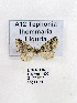  ( - GF Lep 0012)  @12 [ ] Copyright (2012) Axel Hausmann/Bavarian State Collection of Zoology (ZSM) SNSB, Zoologische Staatssammlung Muenchen