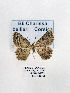  ( - GF Lep 0018)  @12 [ ] Copyright (2012) Axel Hausmann/Bavarian State Collection of Zoology (ZSM) SNSB, Zoologische Staatssammlung Muenchen