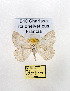  ( - GF Lep 0022)  @13 [ ] Copyright (2012) Axel Hausmann/Bavarian State Collection of Zoology (ZSM) SNSB, Zoologische Staatssammlung Muenchen