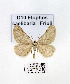  ( - GF Lep 0046)  @13 [ ] Copyright (2012) Axel Hausmann/Bavarian State Collection of Zoology (ZSM) SNSB, Zoologische Staatssammlung Muenchen