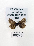  ( - GF Lep 0056)  @12 [ ] Copyright (2012) Axel Hausmann/Bavarian State Collection of Zoology (ZSM) SNSB, Zoologische Staatssammlung Muenchen