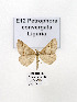  ( - GF Lep 0060)  @12 [ ] Copyright (2012) Axel Hausmann/Bavarian State Collection of Zoology (ZSM) SNSB, Zoologische Staatssammlung Muenchen