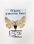  ( - GF Lep 0066)  @13 [ ] Copyright (2012) Axel Hausmann/Bavarian State Collection of Zoology (ZSM) SNSB, Zoologische Staatssammlung Muenchen
