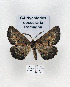  ( - GF Lep 0076)  @13 [ ] Copyright (2012) Axel Hausmann/Bavarian State Collection of Zoology (ZSM) SNSB, Zoologische Staatssammlung Muenchen