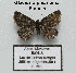  (Glacies alpmaritima - GF Lep 0092)  @13 [ ] Copyright (2012) Axel Hausmann/Bavarian State Collection of Zoology (ZSM) SNSB, Zoologische Staatssammlung Muenchen