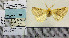  ( - PS Lep 0149)  @12 [ ] Copyright (2012) Axel Hausmann/Bavarian State Collection of Zoology (ZSM) SNSB, Zoologische Staatssammlung Muenchen