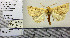  ( - PS Lep 0150)  @11 [ ] Copyright (2012) Axel Hausmann/Bavarian State Collection of Zoology (ZSM) SNSB, Zoologische Staatssammlung Muenchen