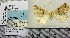  ( - PS Lep 0151)  @11 [ ] Copyright (2012) Axel Hausmann/Bavarian State Collection of Zoology (ZSM) SNSB, Zoologische Staatssammlung Muenchen