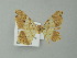  (Macaria AH02Pe - BC ZSM Lep 61993)  @13 [ ] CreativeCommons - Attribution Non-Commercial Share-Alike (2012) Axel Hausmann/Bavarian State Collection of Zoology (ZSM) SNSB, Zoologische Staatssammlung Muenchen
