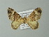  ( - BC ZSM Lep 62041)  @14 [ ] CreativeCommons - Attribution Non-Commercial Share-Alike (2012) Axel Hausmann/Bavarian State Collection of Zoology (ZSM) SNSB, Zoologische Staatssammlung Muenchen