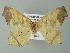  ( - BC ZSM Lep 62043)  @13 [ ] CreativeCommons - Attribution Non-Commercial Share-Alike (2012) Axel Hausmann/Bavarian State Collection of Zoology (ZSM) SNSB, Zoologische Staatssammlung Muenchen