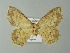  ( - BC ZSM Lep 62044)  @12 [ ] CreativeCommons - Attribution Non-Commercial Share-Alike (2012) Axel Hausmann/Bavarian State Collection of Zoology (ZSM) SNSB, Zoologische Staatssammlung Muenchen