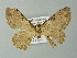  ( - BC ZSM Lep 62051)  @12 [ ] CreativeCommons - Attribution Non-Commercial Share-Alike (2012) Axel Hausmann/Bavarian State Collection of Zoology (ZSM) SNSB, Zoologische Staatssammlung Muenchen