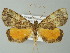  (Ischnopteris AH01Pe - BC ZSM Lep 62065)  @13 [ ] CreativeCommons - Attribution Non-Commercial Share-Alike (2012) Axel Hausmann/Bavarian State Collection of Zoology (ZSM) SNSB, Zoologische Staatssammlung Muenchen