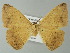  ( - BC ZSM Lep 62066)  @12 [ ] CreativeCommons - Attribution Non-Commercial Share-Alike (2012) Axel Hausmann/Bavarian State Collection of Zoology (ZSM) SNSB, Zoologische Staatssammlung Muenchen