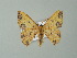  ( - BC ZSM Lep 62085)  @13 [ ] CreativeCommons - Attribution Non-Commercial Share-Alike (2012) Axel Hausmann/Bavarian State Collection of Zoology (ZSM) SNSB, Zoologische Staatssammlung Muenchen