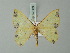  ( - BC ZSM Lep 62086)  @13 [ ] CreativeCommons - Attribution Non-Commercial Share-Alike (2012) Axel Hausmann/Bavarian State Collection of Zoology (ZSM) SNSB, Zoologische Staatssammlung Muenchen