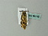  ( - BC ZSM Lep 63093)  @12 [ ] CreativeCommons - Attribution Non-Commercial Share-Alike (2012) Axel Hausmann/Bavarian State Collection of Zoology (ZSM) SNSB, Zoologische Staatssammlung Muenchen