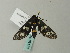  ( - BC ZSM Lep 63110)  @12 [ ] CreativeCommons - Attribution Non-Commercial Share-Alike (2012) Axel Hausmann/Bavarian State Collection of Zoology (ZSM) SNSB, Zoologische Staatssammlung Muenchen