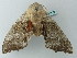 ( - BC ZSM Lep 63122)  @12 [ ] CreativeCommons - Attribution Non-Commercial Share-Alike (2012) Axel Hausmann/Bavarian State Collection of Zoology (ZSM) SNSB, Zoologische Staatssammlung Muenchen