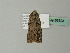  ( - BC ZSM Lep 63323)  @12 [ ] CreativeCommons - Attribution Non-Commercial Share-Alike (2012) Axel Hausmann/Bavarian State Collection of Zoology (ZSM) SNSB, Zoologische Staatssammlung Muenchen