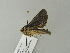  (Heterophysa dumetorumGB01Gg - BC ZSM Lep 63327)  @12 [ ] CreativeCommons - Attribution Non-Commercial Share-Alike (2012) Axel Hausmann/Bavarian State Collection of Zoology (ZSM) SNSB, Zoologische Staatssammlung Muenchen