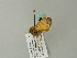  (Chersotis anachoreta - BC ZSM Lep 63339)  @12 [ ] CreativeCommons - Attribution Non-Commercial Share-Alike (2012) Axel Hausmann/Bavarian State Collection of Zoology (ZSM) SNSB, Zoologische Staatssammlung Muenchen