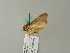  ( - BC ZSM Lep 63345)  @13 [ ] CreativeCommons - Attribution Non-Commercial Share-Alike (2012) Axel Hausmann/Bavarian State Collection of Zoology (ZSM) SNSB, Zoologische Staatssammlung Muenchen
