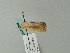  (Mythimna AH01Gg - BC ZSM Lep 63348)  @11 [ ] CreativeCommons - Attribution Non-Commercial Share-Alike (2012) Axel Hausmann/Bavarian State Collection of Zoology (ZSM) SNSB, Zoologische Staatssammlung Muenchen