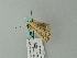  ( - BC ZSM Lep 63349)  @13 [ ] CreativeCommons - Attribution Non-Commercial Share-Alike (2012) Axel Hausmann/Bavarian State Collection of Zoology (ZSM) SNSB, Zoologische Staatssammlung Muenchen