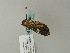  ( - BC ZSM Lep 63359)  @13 [ ] CreativeCommons - Attribution Non-Commercial Share-Alike (2012) Axel Hausmann/Bavarian State Collection of Zoology (ZSM) SNSB, Zoologische Staatssammlung Muenchen