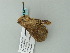  ( - BC ZSM Lep 63414)  @11 [ ] CreativeCommons - Attribution Non-Commercial Share-Alike (2012) Axel Hausmann/Bavarian State Collection of Zoology (ZSM) SNSB, Zoologische Staatssammlung Muenchen