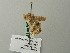  ( - BC ZSM Lep 64778)  @12 [ ] CreativeCommons - Attribution Non-Commercial Share-Alike (2012) Axel Hausmann/Bavarian State Collection of Zoology (ZSM) SNSB, Zoologische Staatssammlung Muenchen