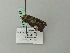  ( - BC ZSM Lep 64782)  @13 [ ] CreativeCommons - Attribution Non-Commercial Share-Alike (2012) Axel Hausmann/Bavarian State Collection of Zoology (ZSM) SNSB, Zoologische Staatssammlung Muenchen