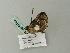 ( - BC ZSM Lep 64783)  @13 [ ] CreativeCommons - Attribution Non-Commercial Share-Alike (2012) Axel Hausmann/Bavarian State Collection of Zoology (ZSM) SNSB, Zoologische Staatssammlung Muenchen