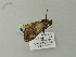  ( - BC ZSM Lep 64796)  @12 [ ] CreativeCommons - Attribution Non-Commercial Share-Alike (2012) Axel Hausmann/Bavarian State Collection of Zoology (ZSM) SNSB, Zoologische Staatssammlung Muenchen