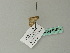  (Eupithecia AH01Gg - BC ZSM Lep 66650)  @12 [ ] CreativeCommons - Attribution Non-Commercial Share-Alike (2012) Axel Hausmann/Bavarian State Collection of Zoology (ZSM) SNSB, Zoologische Staatssammlung Muenchen