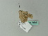  ( - BC ZSM Lep 66680)  @12 [ ] CreativeCommons - Attribution Non-Commercial Share-Alike (2012) Axel Hausmann/Bavarian State Collection of Zoology (ZSM) SNSB, Zoologische Staatssammlung Muenchen