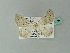  ( - BC ZSM Lep 66708)  @13 [ ] CreativeCommons - Attribution Non-Commercial Share-Alike (2012) Axel Hausmann/Bavarian State Collection of Zoology (ZSM) SNSB, Zoologische Staatssammlung Muenchen