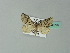  ( - BC ZSM Lep 66709)  @12 [ ] CreativeCommons - Attribution Non-Commercial Share-Alike (2012) Axel Hausmann/Bavarian State Collection of Zoology (ZSM) SNSB, Zoologische Staatssammlung Muenchen