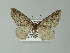  ( - BC ZSM Lep 66711)  @11 [ ] CreativeCommons - Attribution Non-Commercial Share-Alike (2012) Axel Hausmann/Bavarian State Collection of Zoology (ZSM) SNSB, Zoologische Staatssammlung Muenchen
