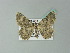  ( - BC ZSM Lep 66713)  @12 [ ] CreativeCommons - Attribution Non-Commercial Share-Alike (2012) Axel Hausmann/Bavarian State Collection of Zoology (ZSM) SNSB, Zoologische Staatssammlung Muenchen