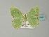  ( - BC ZSM Lep 66714)  @13 [ ] CreativeCommons - Attribution Non-Commercial Share-Alike (2012) Axel Hausmann/Bavarian State Collection of Zoology (ZSM) SNSB, Zoologische Staatssammlung Muenchen