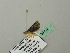  (Metachrostis snelleni - BC ZSM Lep 66748)  @12 [ ] CreativeCommons - Attribution Non-Commercial Share-Alike (2012) Axel Hausmann/Bavarian State Collection of Zoology (ZSM) SNSB, Zoologische Staatssammlung Muenchen